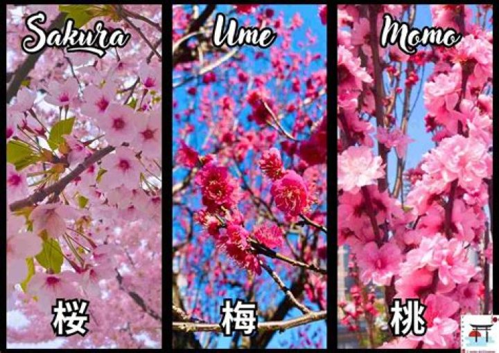 「桜 梅 桃李 意味」とは？和の四季語が示す感情と使い分け